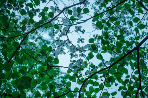 933474 (a): :2048x1365